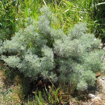 Artemisia alba Canescens