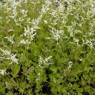 Artemisia lactiflora Jim Russell