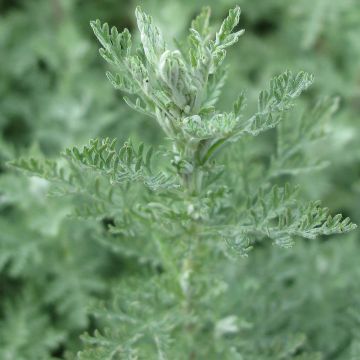 Armoise, Artemisia pontica