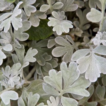 Artemisia stelleriana Boughton Silver