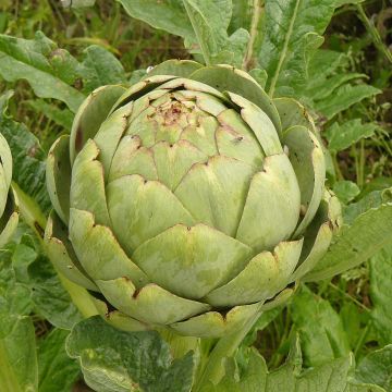 Artichoke Gros Vert de Laon