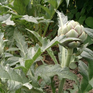 Artichoke Gros vert de Laon - Cynara scolymus