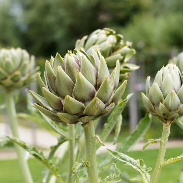 Artichoke Gros vert de Laon - Cynara scolymus
