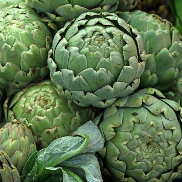 Artichoke Green Globe - Cynara scolymus