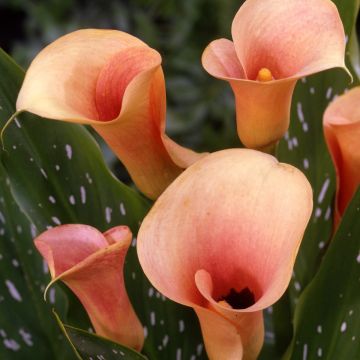 Calla Auckland - Calla Lily