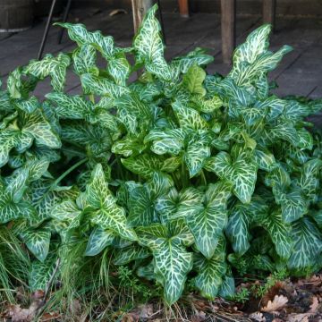 Arum italicum