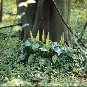 Arum maculatum - Cuckoo-pint