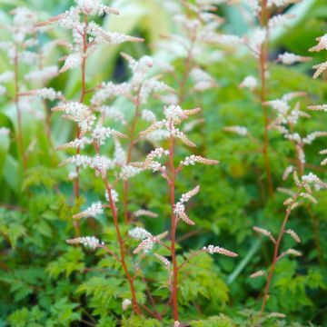 Aruncus aethusifolius - Barbe de Bouc naine