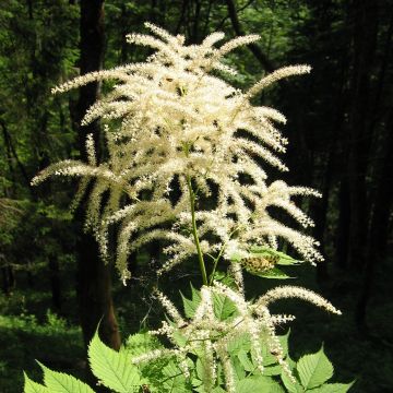 Aruncus dioïcus var. kamtschaticus - Goat's Beard