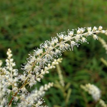 Aruncus dioïcus Kneiffii - Goat's Beard