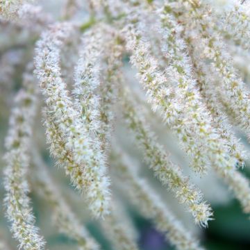 Aruncus sinensis Zweiweltenkind - Barbe de Bouc