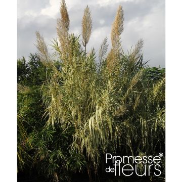 Arundo donax Aureovariegata