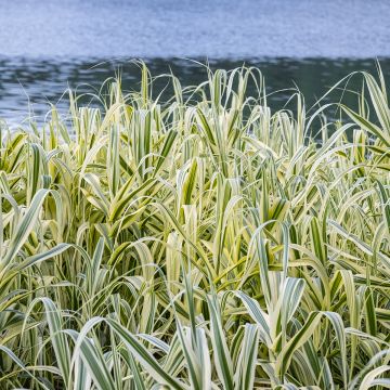 Arundo donax Ely