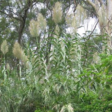 Arundo donax