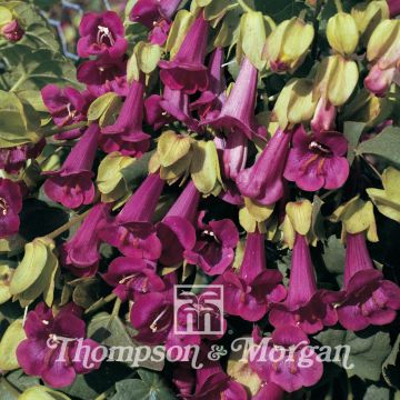 Asarina purpusii Victoria Falls Seeds - Trailing Snapdragon