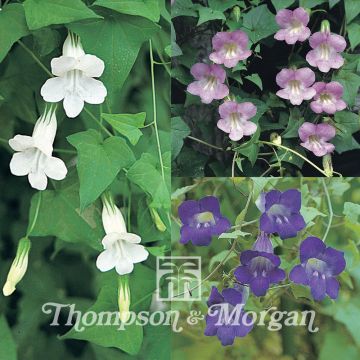 Asarina scandens Jewel Mixed Seeds - Climbing Snapdragon