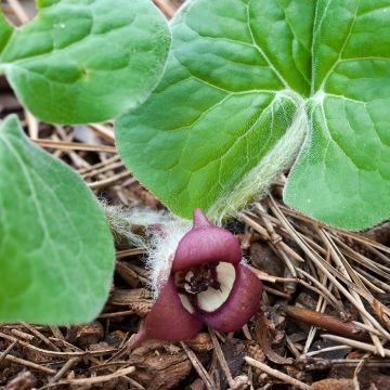 Asarum canadense