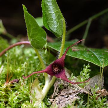 Asarum caudatum