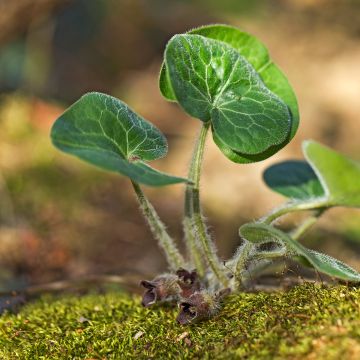 Asarum europaeum