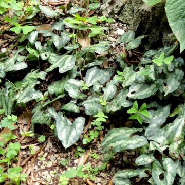 Asarum splendens