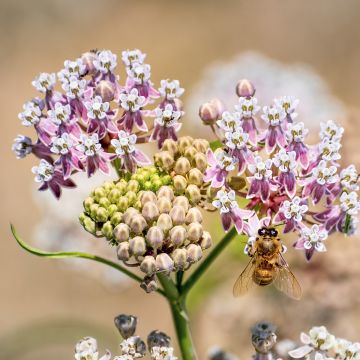 Asclépiade, Asclepias fascicularis