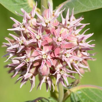 Asclepias speciosa - Milkweed