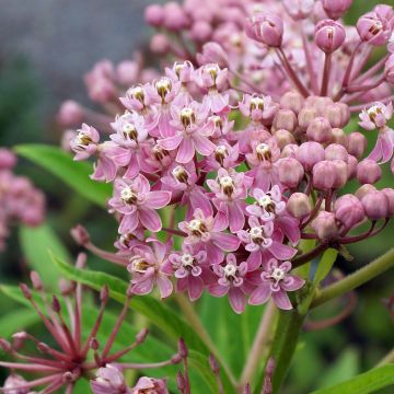 Asclepias incarnata - Asclépiade