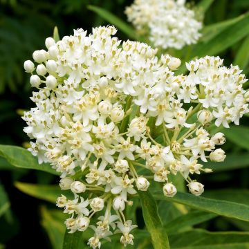 Asclepias incarnata Ice Ballet - Milkweed