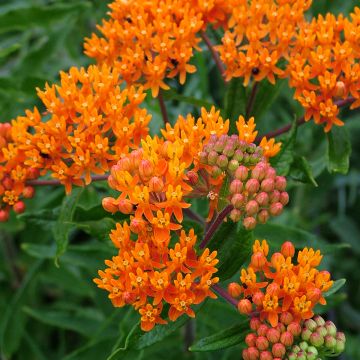 Asclepias tuberosa - Milkweed