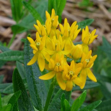 Asclepias tuberosa Hellow Yellow - Milkweed