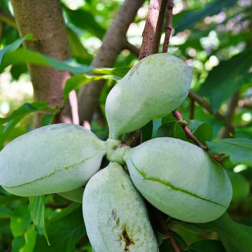 Asimina triloba Susquehanna Peterson Pawpaws - Pawpaw