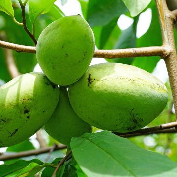 Asiminier, paw-paw, Arbre à banane - Asimina triloba Wells