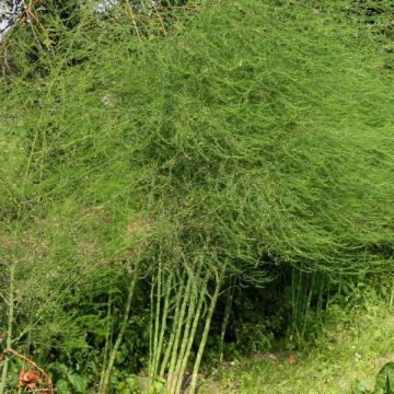 Asperge - Asparagus officinalis