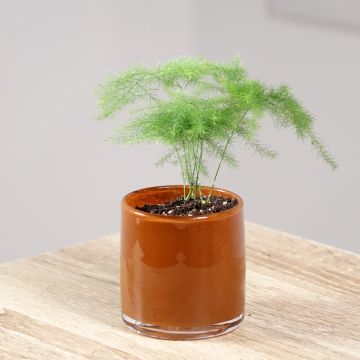 Asparagus plumosus - Esparraguera plumosa