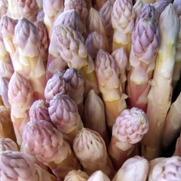Asparagus Early Argenteuil Seeds