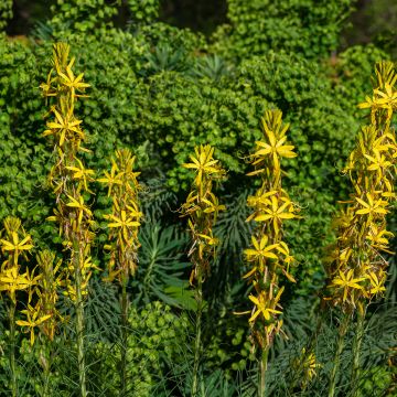 Asphodeline liburnica, Baton de Jacob