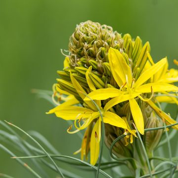 Asphodeline lutea - Bâton de Jacob