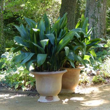 Aspidistra elatior - Cast-Iron Plant