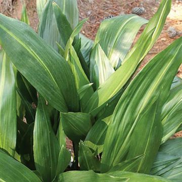 Aspidistra elatior Zebra - Cast-Iron Plant