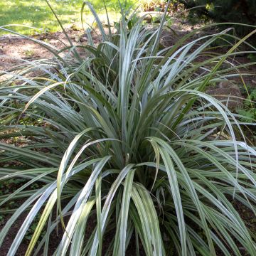 Astelia chathamica Silver Shadow® - Astélia de l'île Chatham