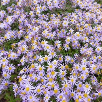 Aster ageratoides Eleven Purple