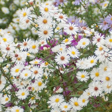 Aster novae-angliae Herbstschnee