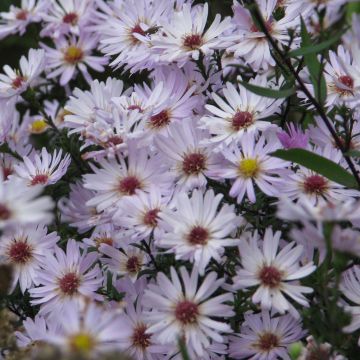 Aster hybrida Vasterival