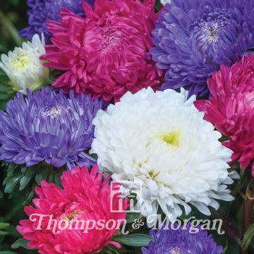 China aster Milady Mix Seeds