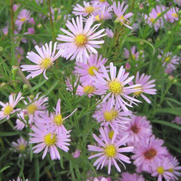 Aster Pink Star