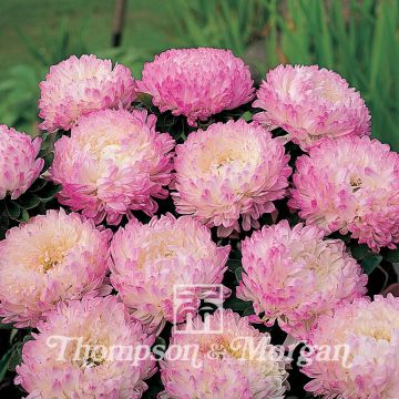 Aster Pink Tower 