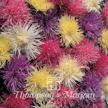 China aster Spider Chrysanthemum Seeds
