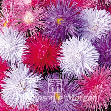 China aster Starlight Mixed Seeds