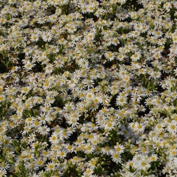 Aster ageratoides Starshine - Aster d'automne