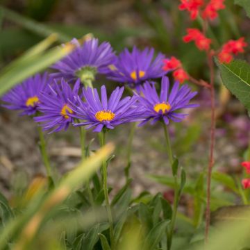 Aster alpinus Blue Beauty